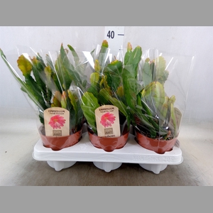 Epiphyllum   ...