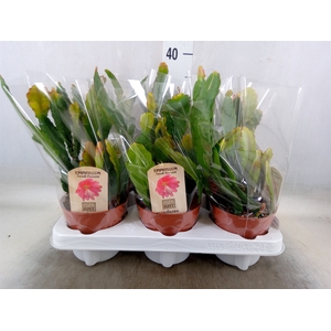 Epiphyllum   ...