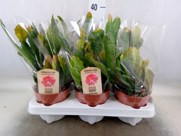 <h4>Epiphyllum   ...</h4>