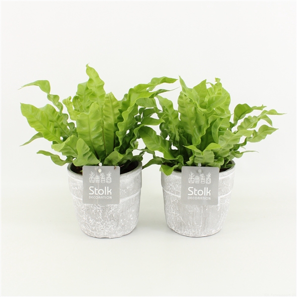 <h4>Asplenium Crispy Wave in Stone Look pot</h4>