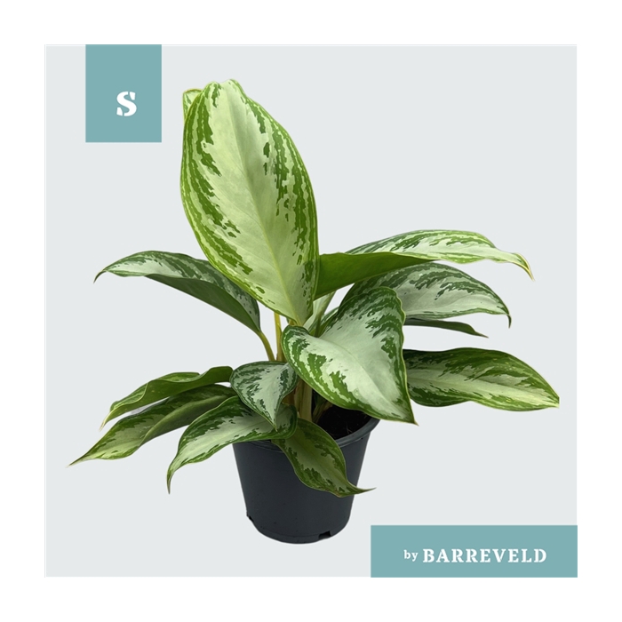 <h4>Green Agla 'Silver Bay' (Aglaonema)</h4>