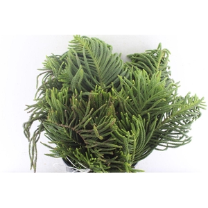 Araucaria 1000 Gram