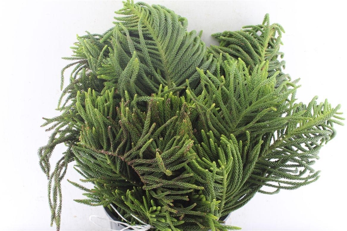 <h4>Araucaria 1000 Gram</h4>