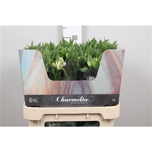 Alst Fl Charme White