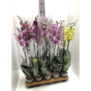 Phalaenopsis mix 12Ø 75cm 2stem