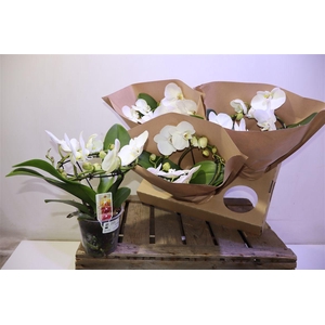 arr8 Phal Ov Wit Rondo