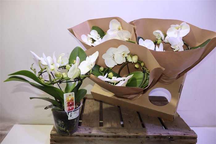 <h4>arr8 Phal Ov Wit Rondo</h4>