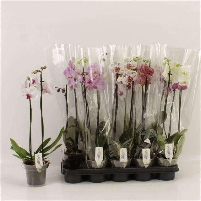 <h4>PHAL GEM</h4>