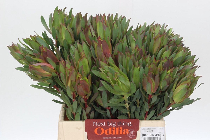<h4>Leucadendron Highlight</h4>
