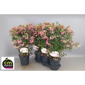 FUCHSIA OV