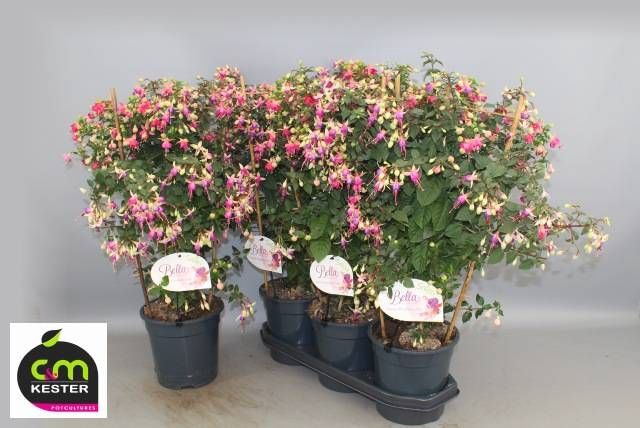 <h4>FUCHSIA OV</h4>