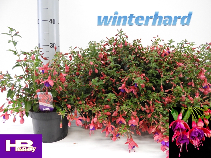 <h4>FUCHSIA TOM THUMB</h4>