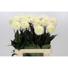 Dahlia White Isa