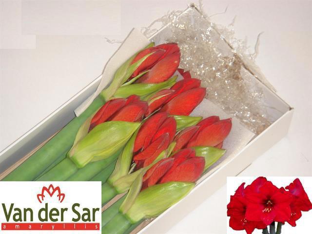 <h4>HIPP GA RED LION</h4>