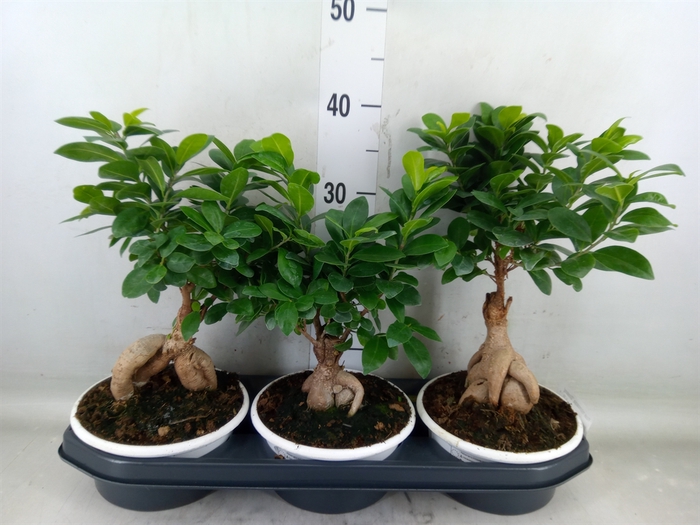 <h4>Ficus microcarpa 'Ginseng'</h4>