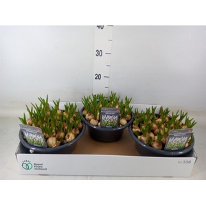 Muscari  'Casablanca'