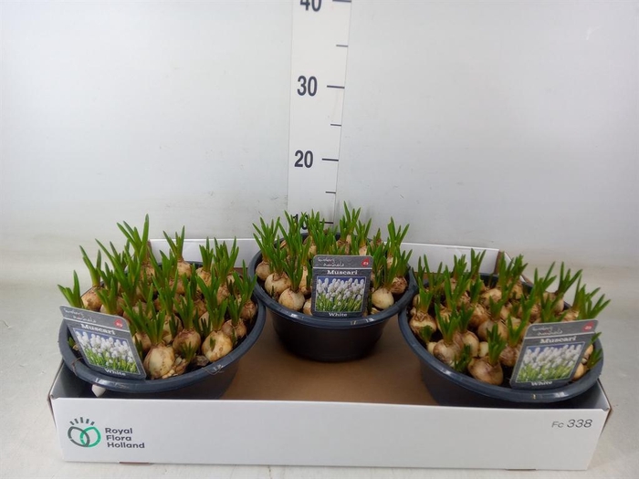 <h4>Muscari  'Casablanca'</h4>