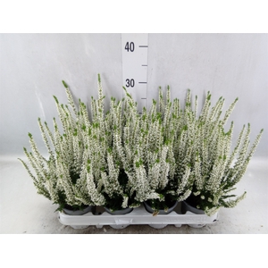 Calluna vulg. 'Beauty L Verenka'