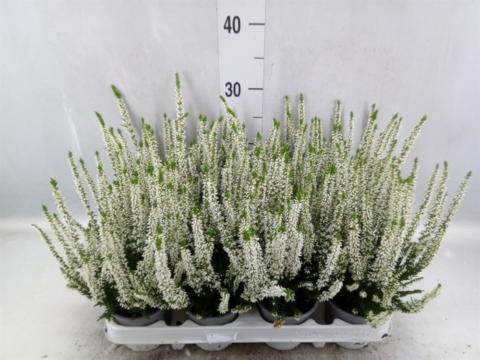 <h4>Calluna vulg. 'Beauty L Verenka'</h4>