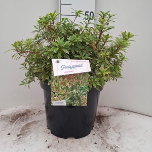 PIERIS JA L HEATH