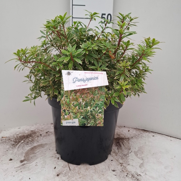 <h4>PIERIS JA L HEATH</h4>