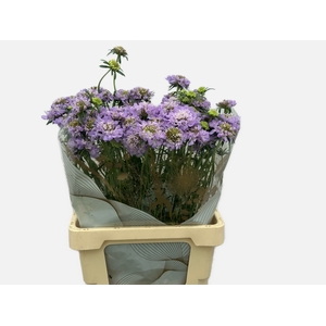 SCAB AT D LA  BB SC0