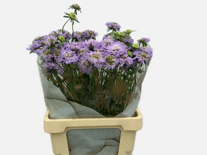 <h4>SCAB AT D LA BB SC0</h4>