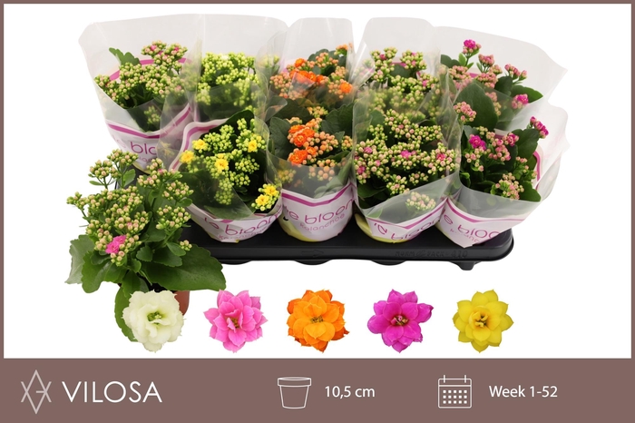 <h4>KAL GE GEM 5 KL</h4>