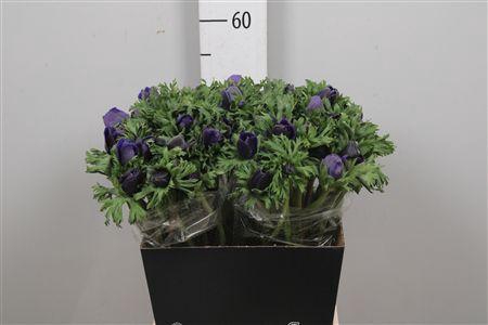 <h4>Anem Co Galil Blauw</h4>