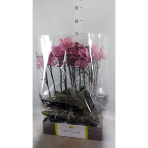 Phalaenopsis   ...rose