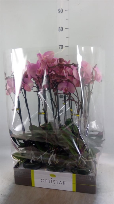 <h4>Phalaenopsis   ...rose</h4>