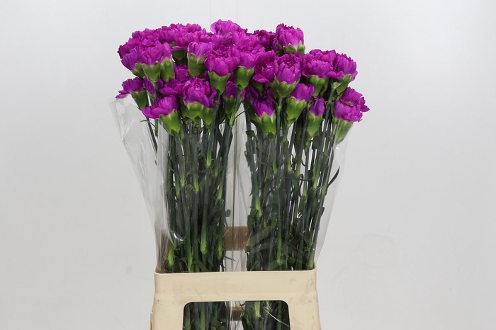 Dianthus St Tiepolo Fucsia