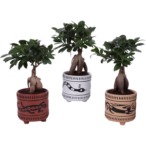 Ficus m. Ginseng Ball Shape Ø12cm in Ø14cm Ceramic EV664