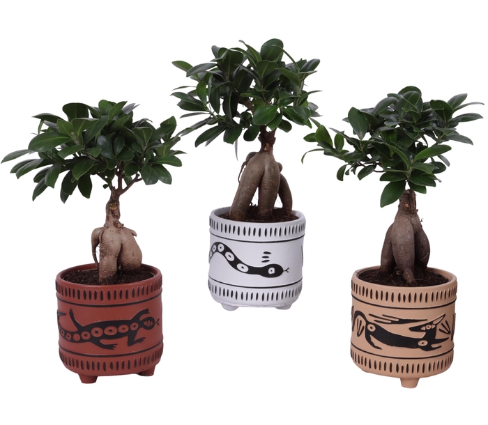<h4>Ficus m. Ginseng Ball Shape Ø12cm in Ø14cm Ceramic EV664</h4>