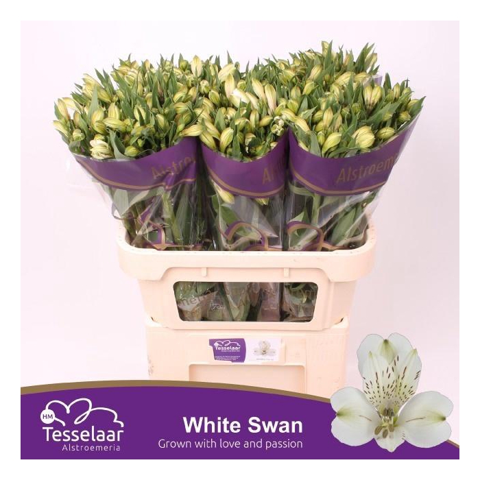 <h4>Alstr White Swan</h4>