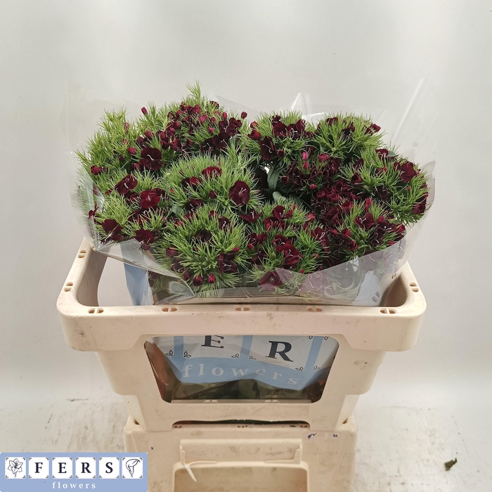 <h4>DI BARB S WILL RED</h4>