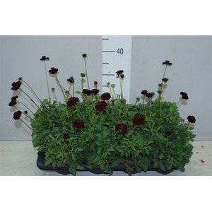 Cosmos Atrosanguineus Choclat