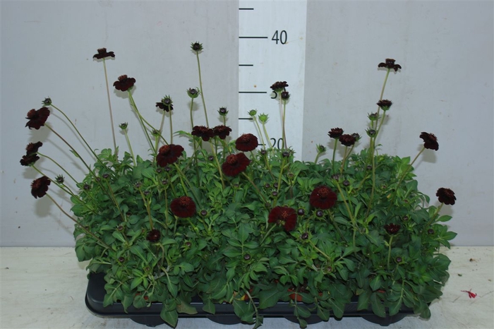 <h4>Cosmos Atrosanguineus Choclat</h4>