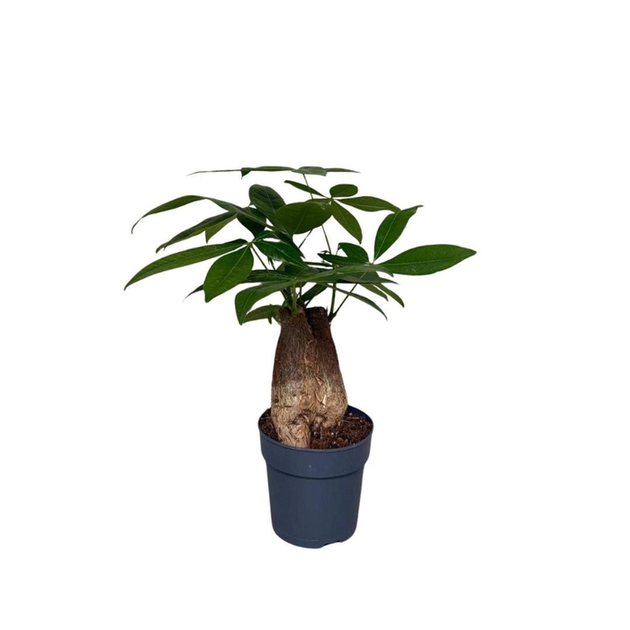 Pachira aquatica
