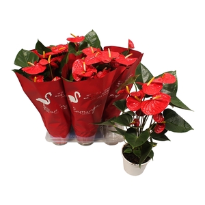 Anthurium XL.9 Jambo Red 14cm met sierhoes