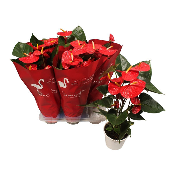 <h4>Anthurium XL.9 Jambo Red 14cm met sierhoes</h4>