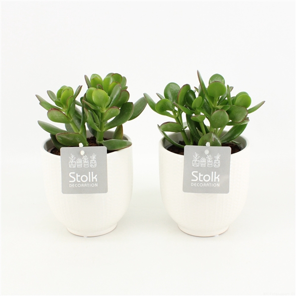 <h4>Crassula Ovata in Liv keramiek</h4>