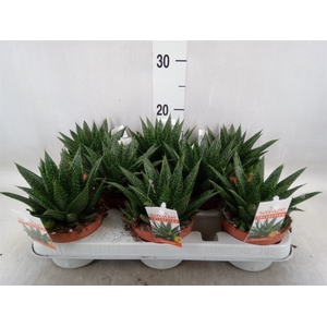 Gasteria