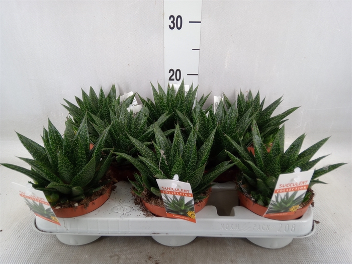 <h4>Gasteria</h4>