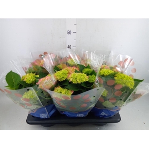 Hydrangea mac. 'Hi Meadow'
