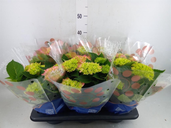 <h4>Hydrangea mac. 'Hi Meadow'</h4>