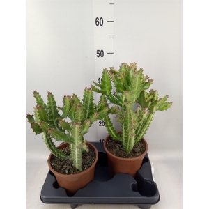 Euphorbia lactea