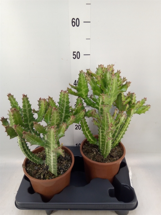 <h4>Euphorbia lactea</h4>
