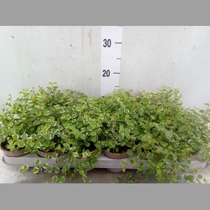 Ficus pumila 'White Sunny'