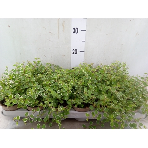 Ficus pumila 'White Sunny'